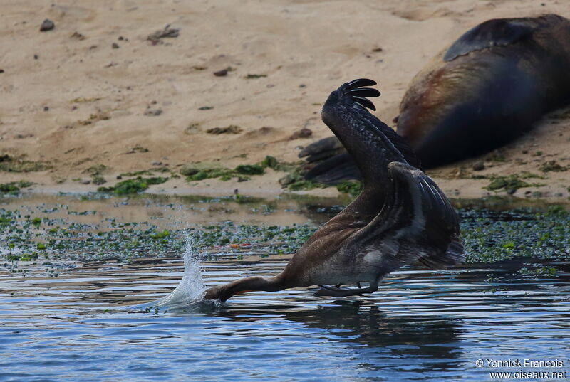 Pélican brunimmature, composition, Vol, pêche/chasse