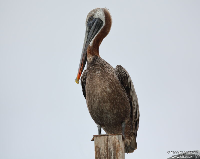 Brown Pelicanadult, identification, aspect