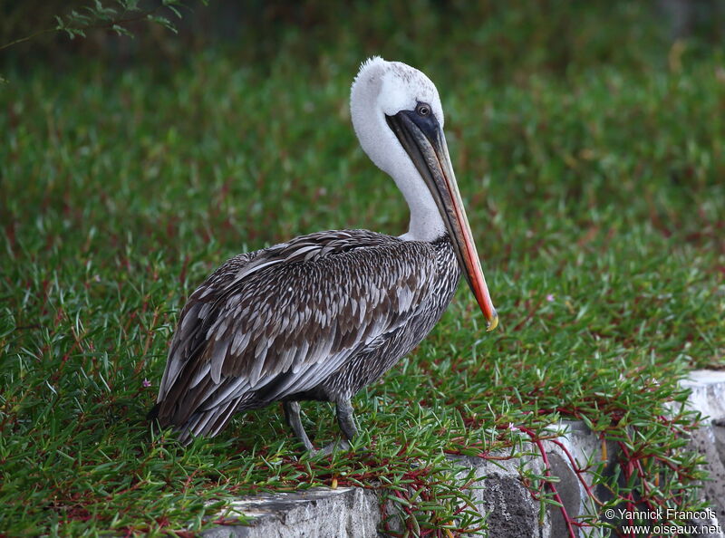 Pélican brunadulte internuptial, identification, composition