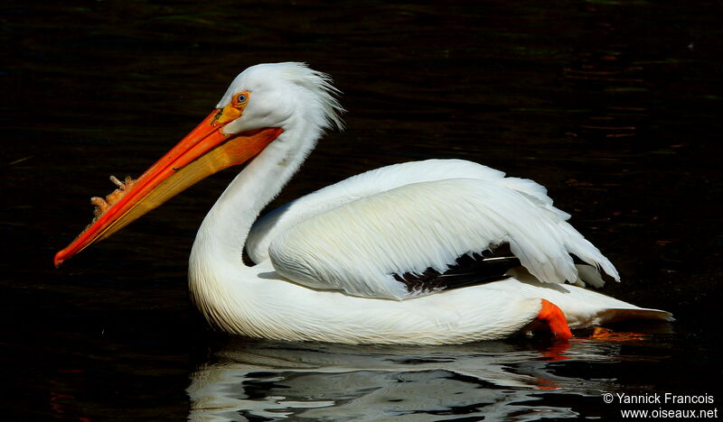 American White Pelicanadult, identification, aspect