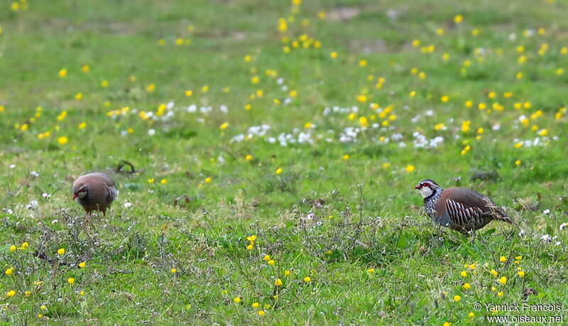 Perdrix rougeadulte, habitat, composition