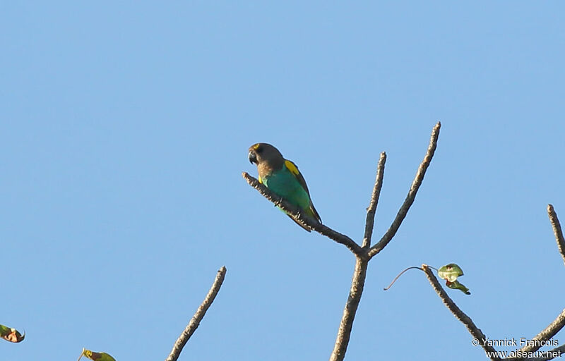 Meyer's Parrotadult, habitat, aspect