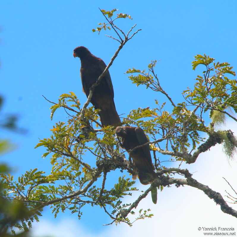 Greater Vasa Parrotadult, habitat, aspect