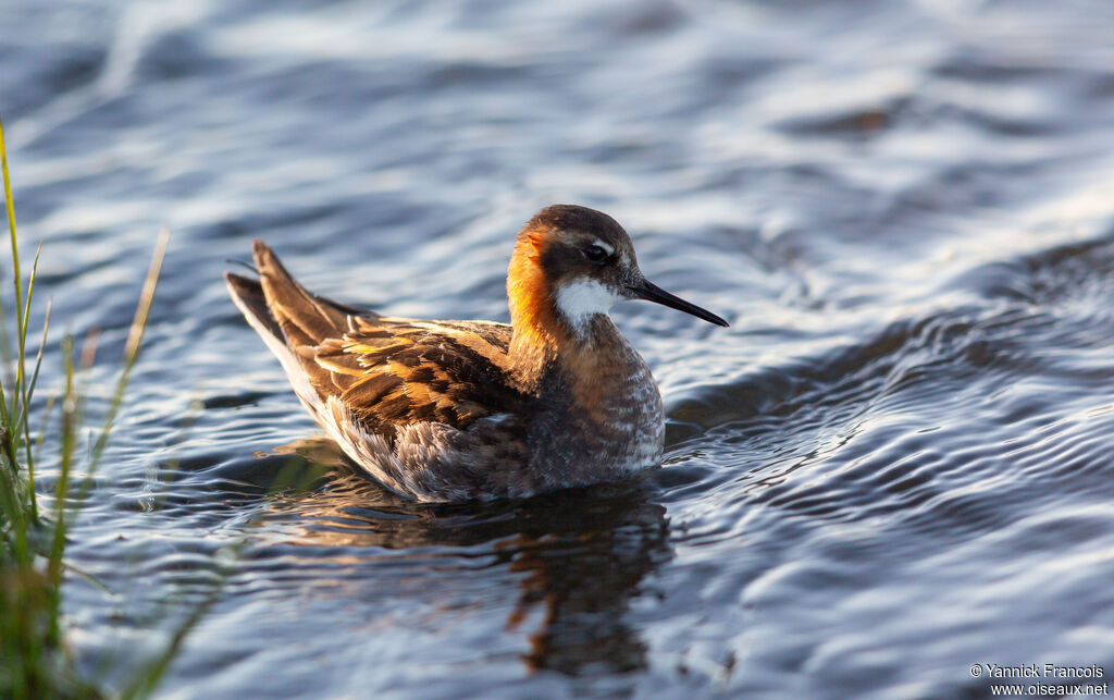 Red-necked Phalarope male adult breeding, identification, aspect