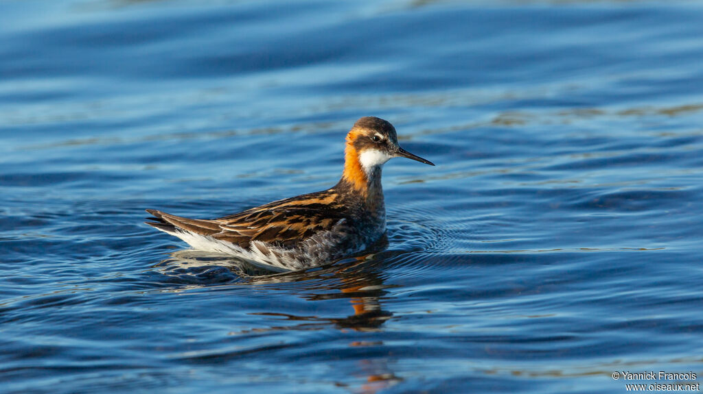 Phalarope à bec étroit mâle adulte nuptial, identification, composition
