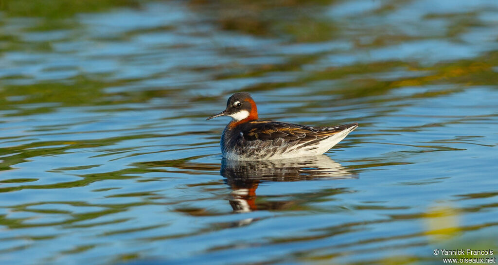 Phalarope à bec étroit femelle adulte nuptial, identification, composition