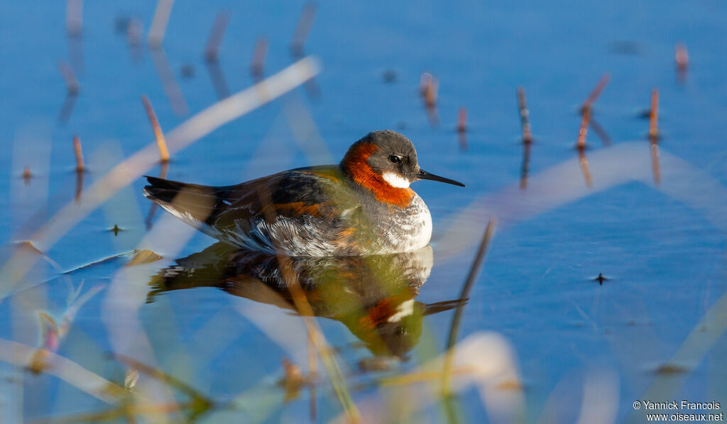 Phalarope à bec étroit femelle adulte nuptial, identification, composition