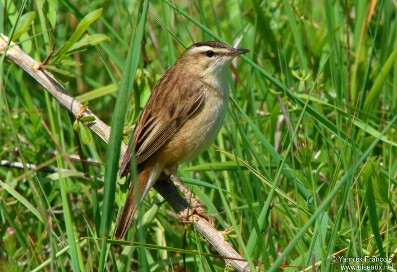 Sedge Warbleradult, identification, aspect