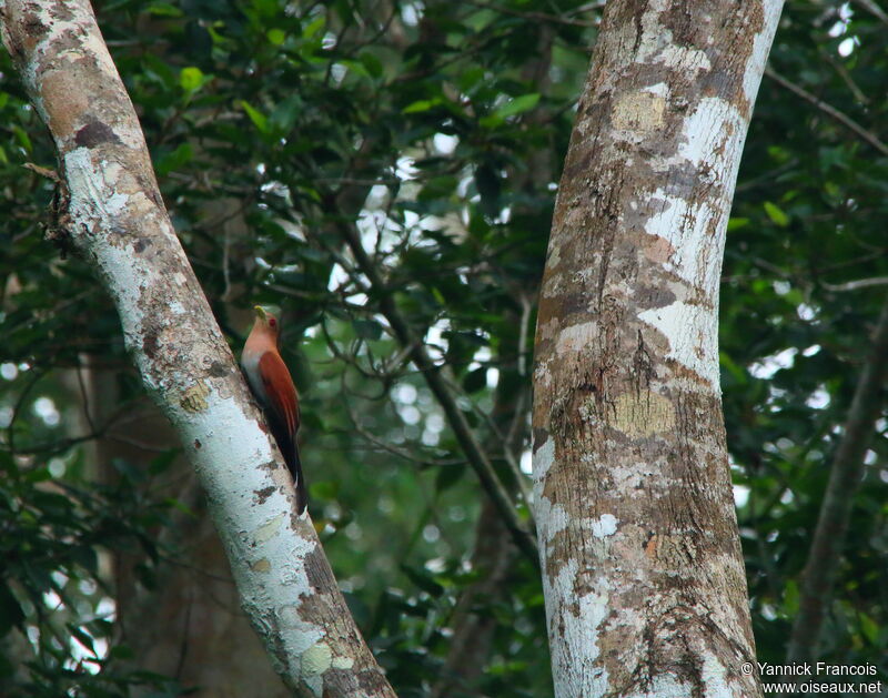 Piaye écureuiladulte, habitat