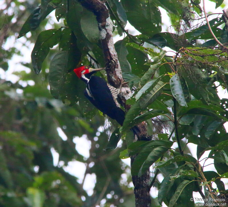 Pic de Malherbe mâle adulte, habitat, composition