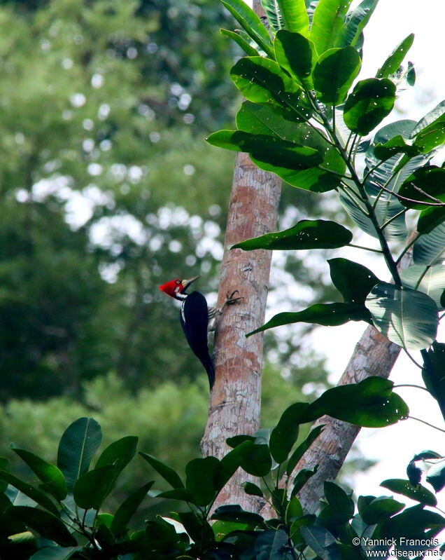 Pic de Malherbe mâle adulte, habitat, composition