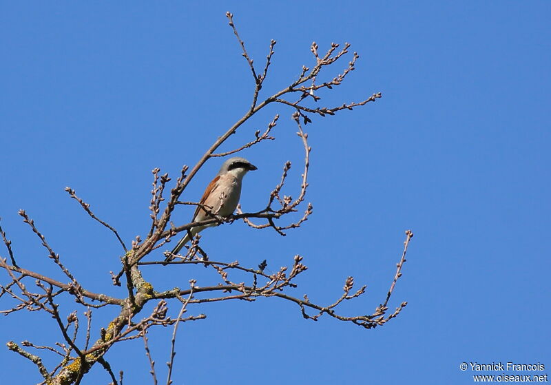 Pie-grièche écorcheur mâle adulte nuptial, habitat, composition