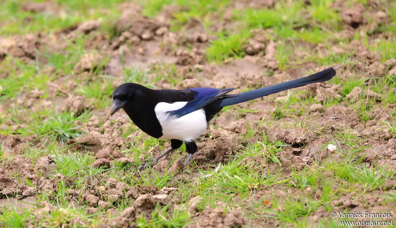 Eurasian Magpieadult, identification, aspect, eats