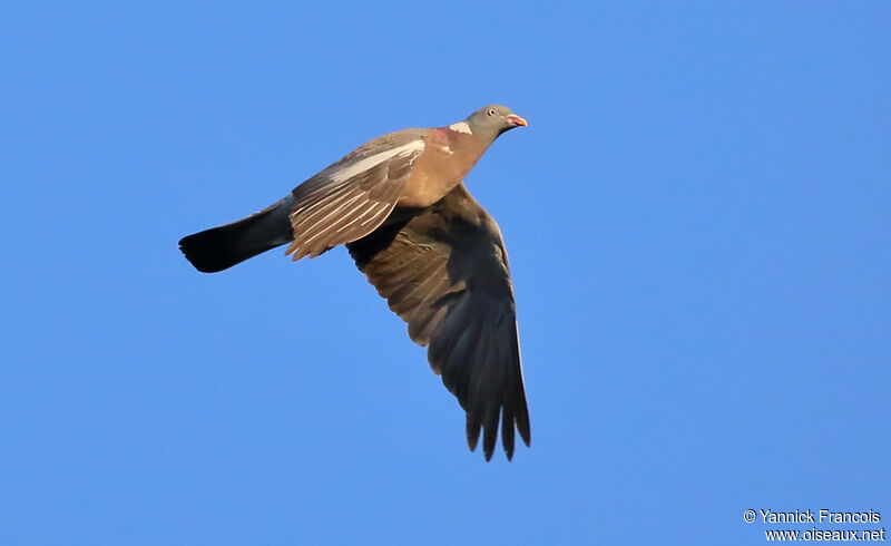 Pigeon ramieradulte, composition, Vol