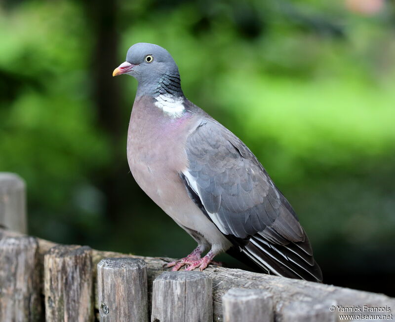 Common Wood Pigeonadult, identification, aspect