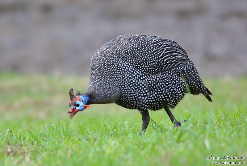 Helmeted Guineafowladult, identification, aspect, walking, eats