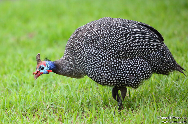 Helmeted Guineafowladult, identification, aspect, eats