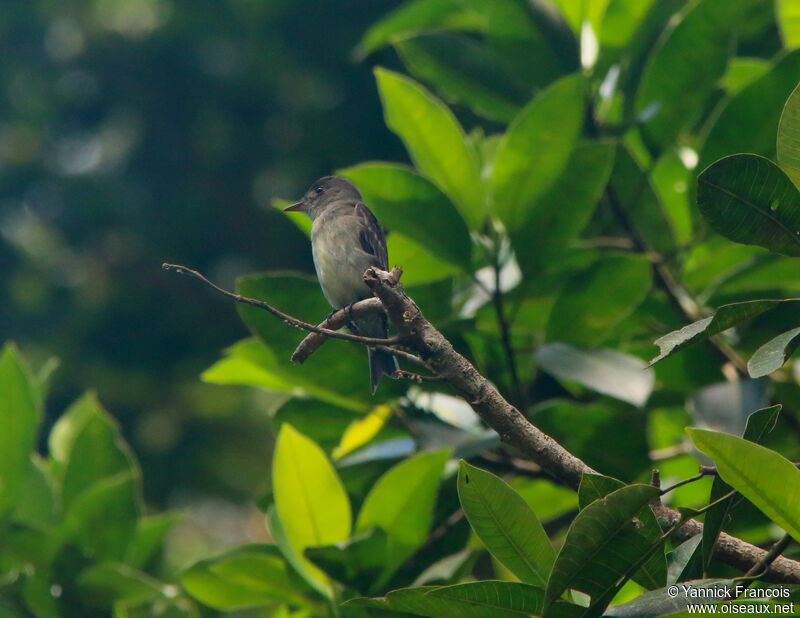 Pioui de l'Estadulte, habitat, composition