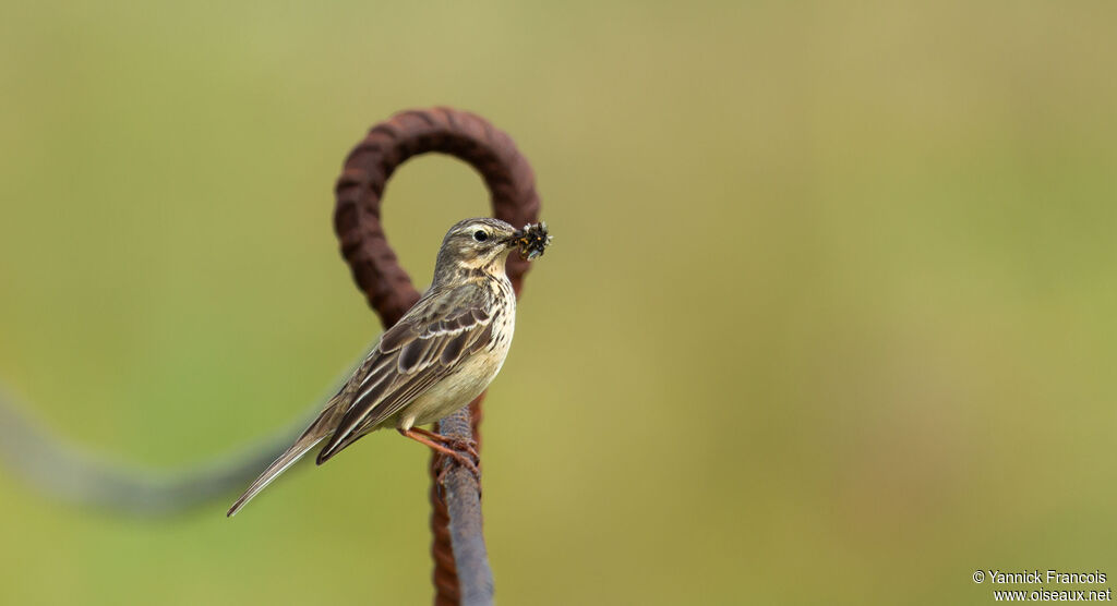 Pipit farlouseadulte, identification, composition, pêche/chasse