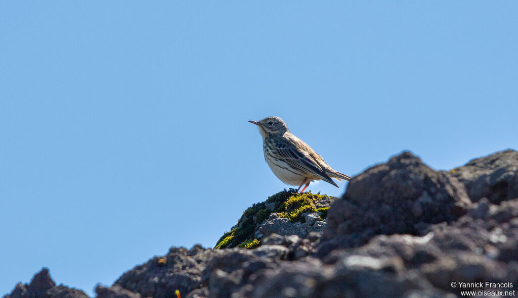Meadow Pipitadult, habitat, aspect