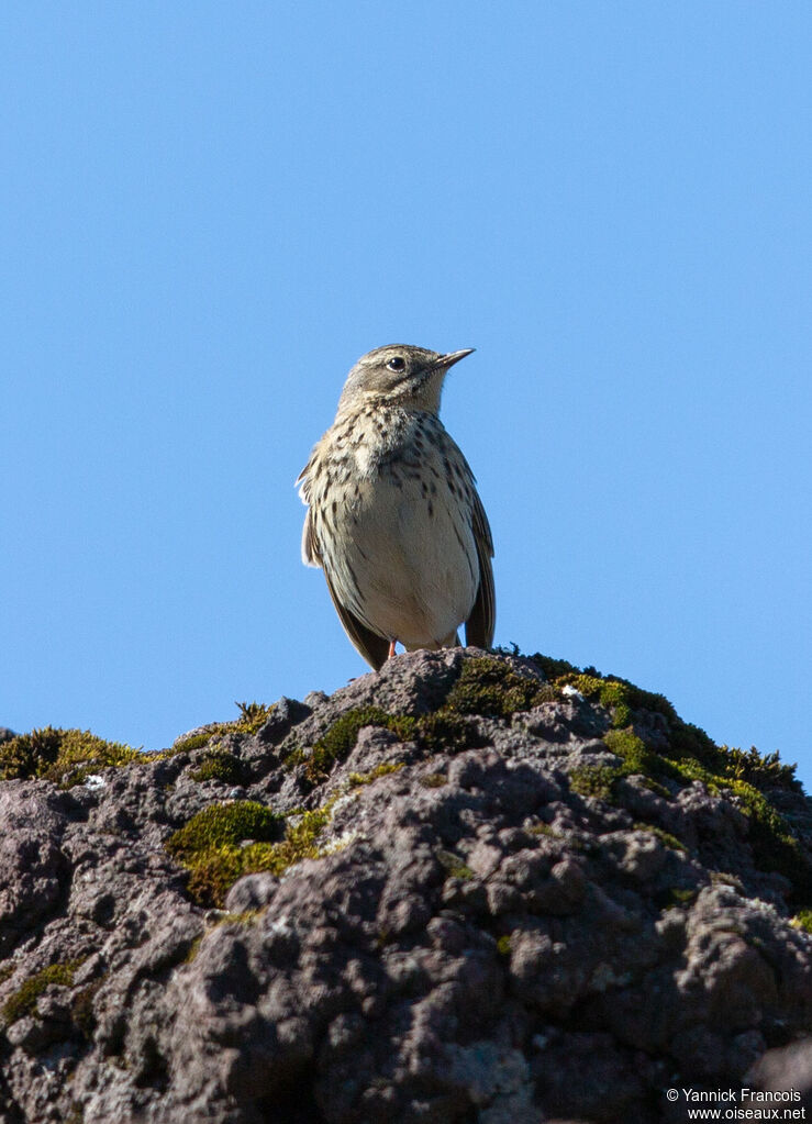 Pipit farlouseadulte, habitat, composition