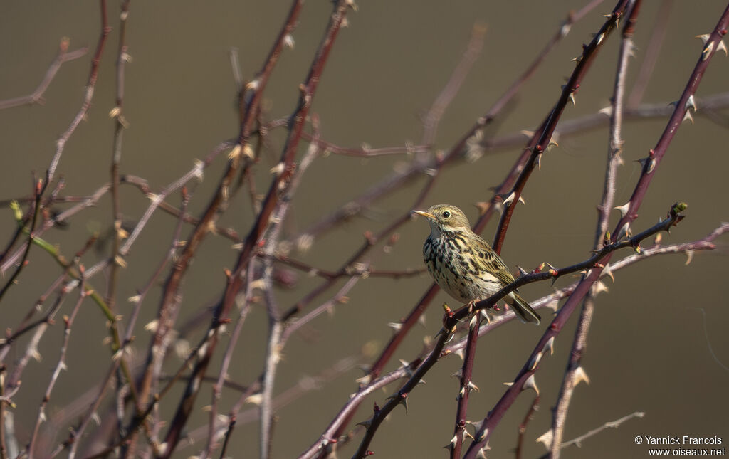 Pipit farlouseadulte, habitat, composition