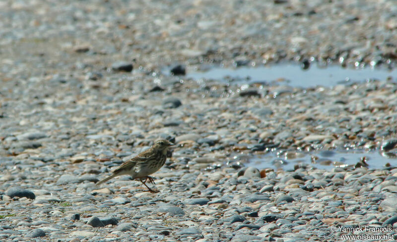 Pipit maritimeadulte internuptial, habitat, composition