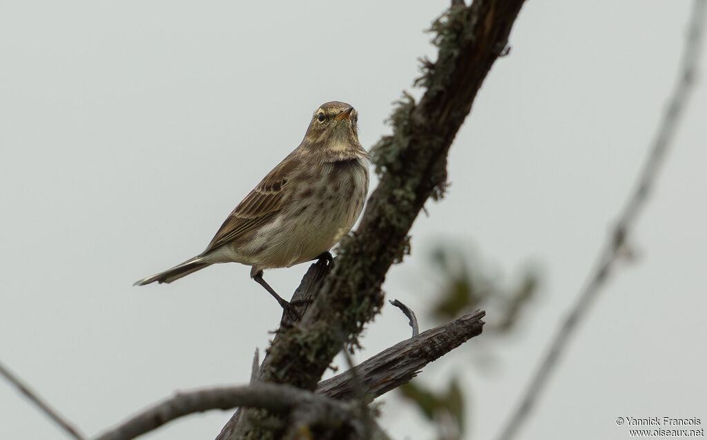Pipit spioncelleadulte internuptial, identification, composition