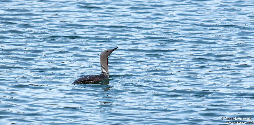 Red-throated Loonadult, habitat, aspect, swimming