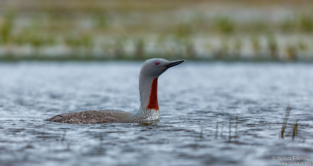 Red-throated Loonadult breeding, identification, aspect
