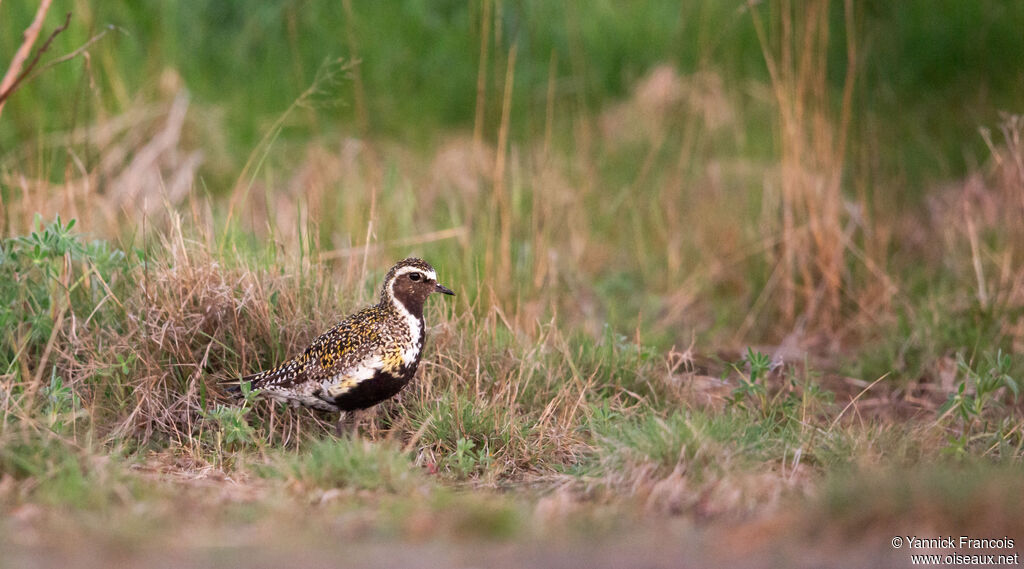Pluvier doréadulte nuptial, habitat, composition