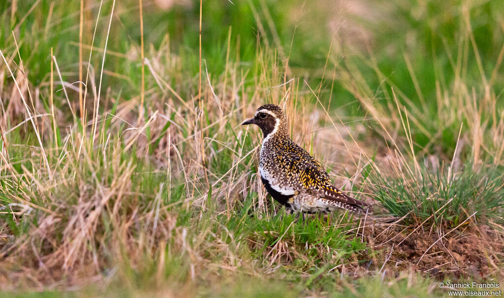Pluvier doréadulte nuptial, habitat, composition