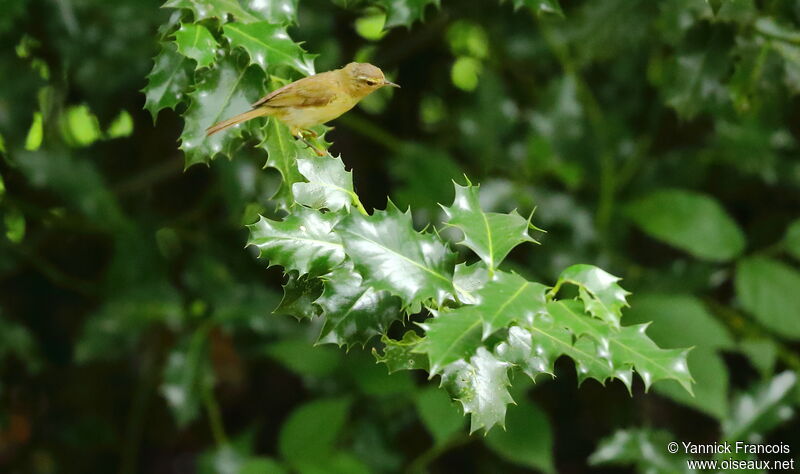 Willow Warbleradult, habitat, aspect