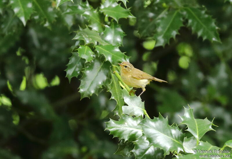 Pouillot fitisadulte, identification, composition