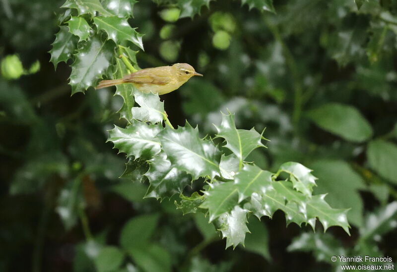 Pouillot fitisadulte, habitat, composition