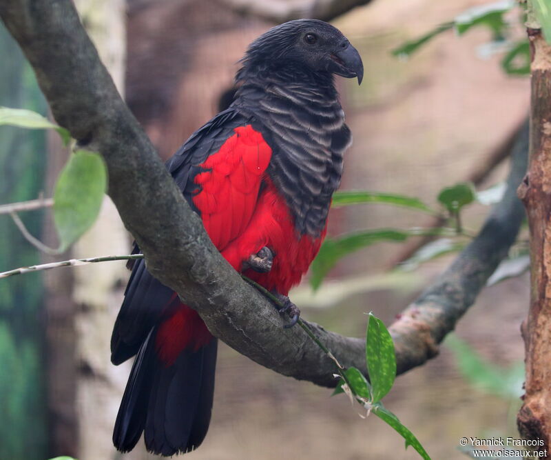 Pesquet's Parrotadult, identification, aspect