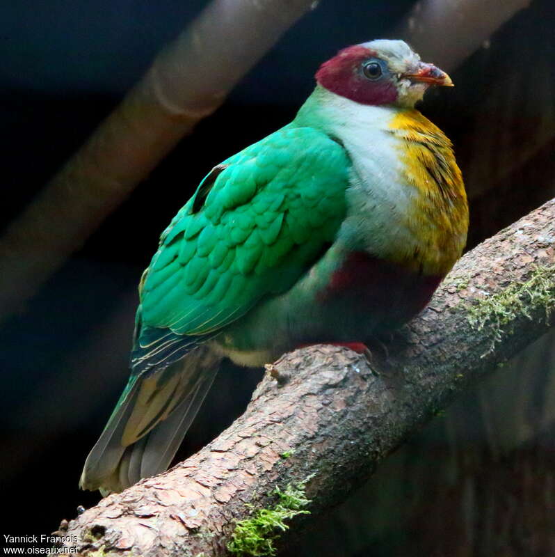 Yellow-breasted Fruit Doveadult, identification, aspect