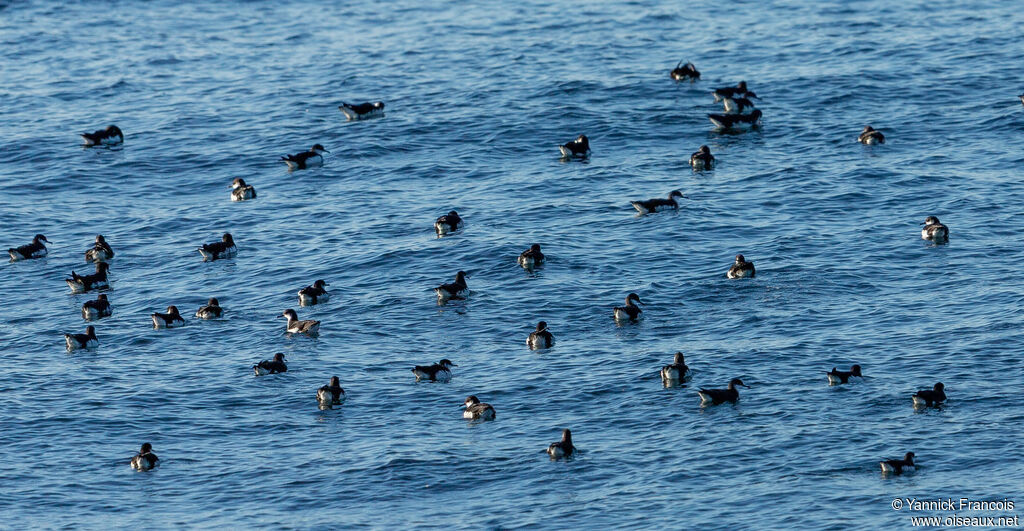 Manx Shearwater, habitat, aspect, swimming