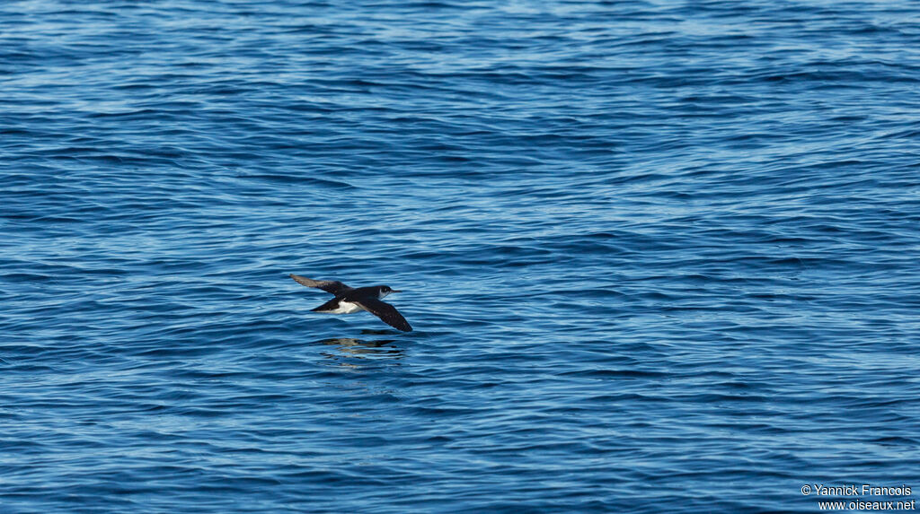 Puffin des Anglaisadulte, composition, Vol