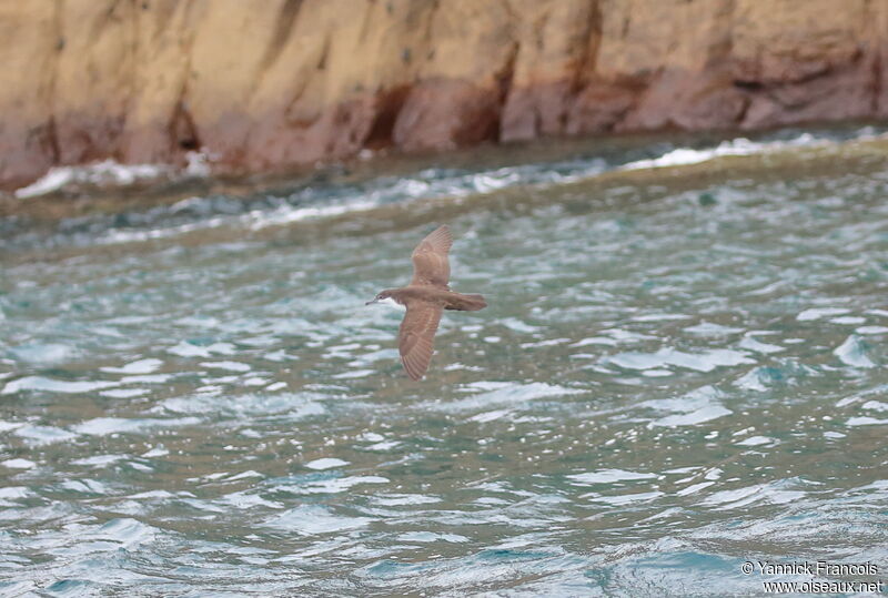 Puffin des Galapagosadulte, composition, Vol