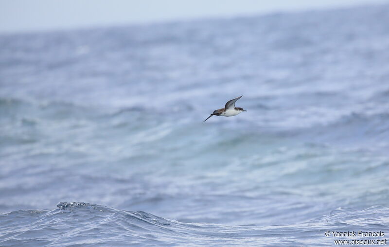 Puffin des Galapagosadulte, composition, Vol