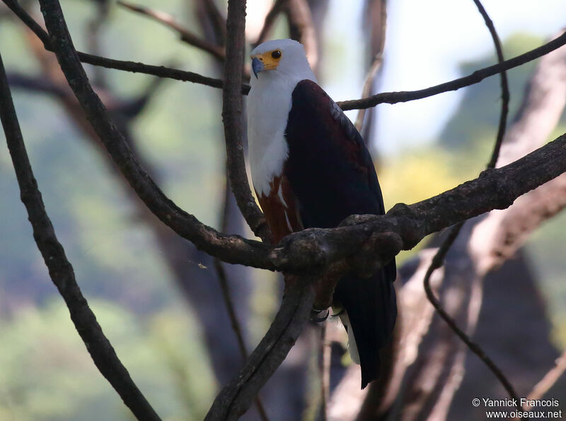 African Fish Eagleadult, habitat, aspect