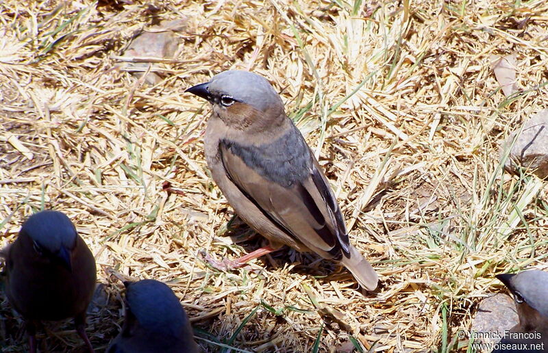 Républicain d'Arnaudadulte, identification, composition