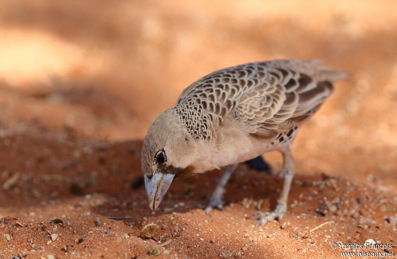 Républicain socialadulte, identification, composition, mange