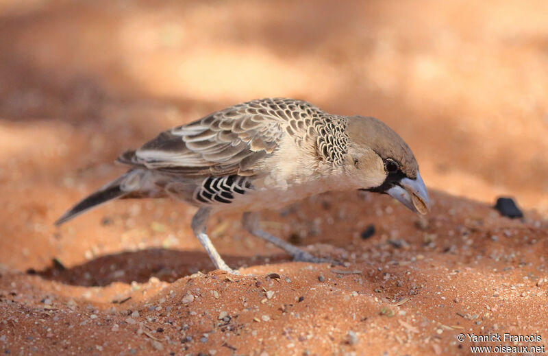 Républicain socialadulte, identification, composition, mange