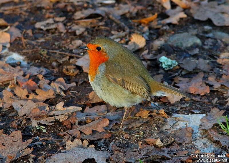 Rougegorge familieradulte, identification, composition