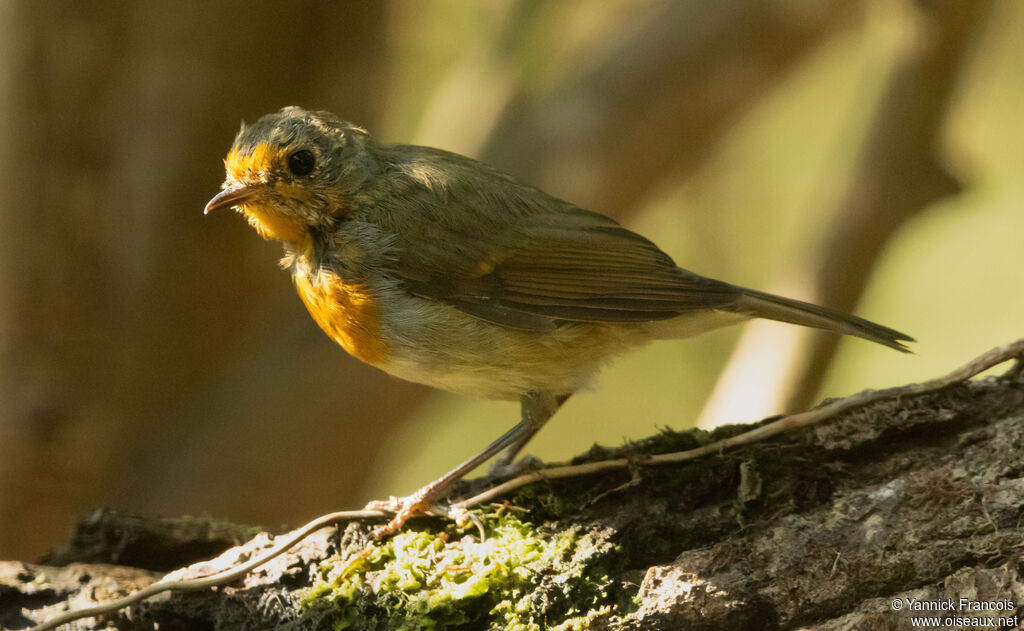 Rougegorge familier, identification, composition