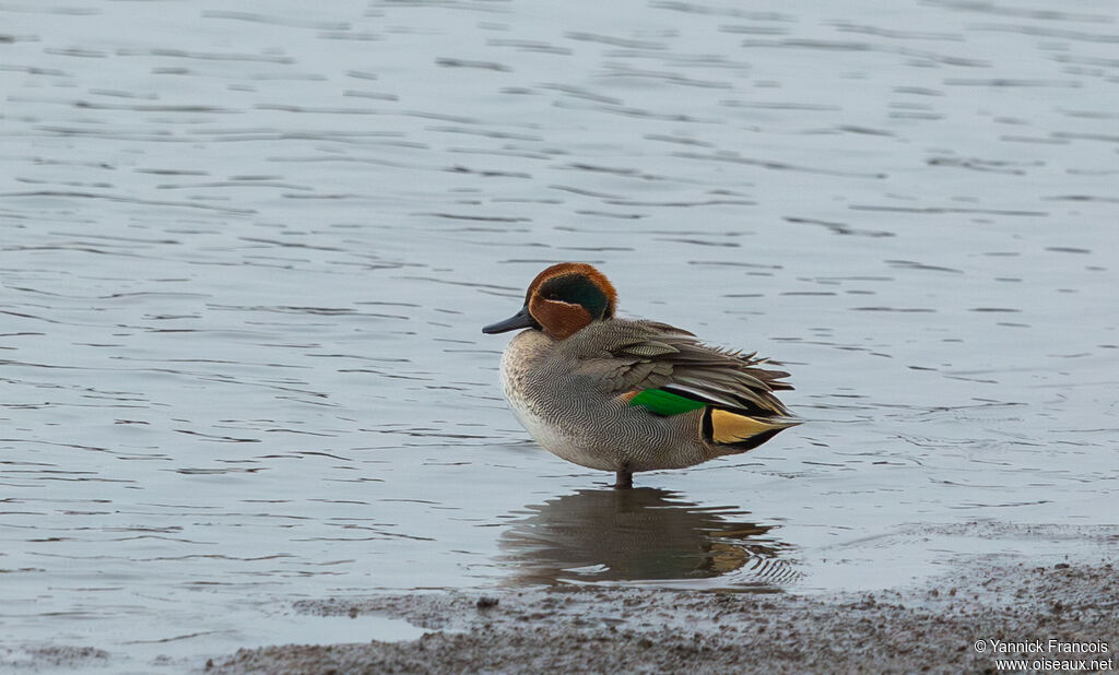 Sarcelle d'hiver mâle adulte nuptial, habitat, composition