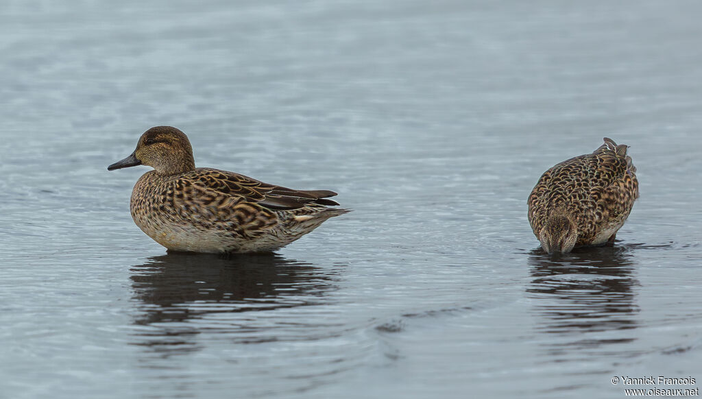 Sarcelle d'hiver femelle adulte nuptial, habitat, composition
