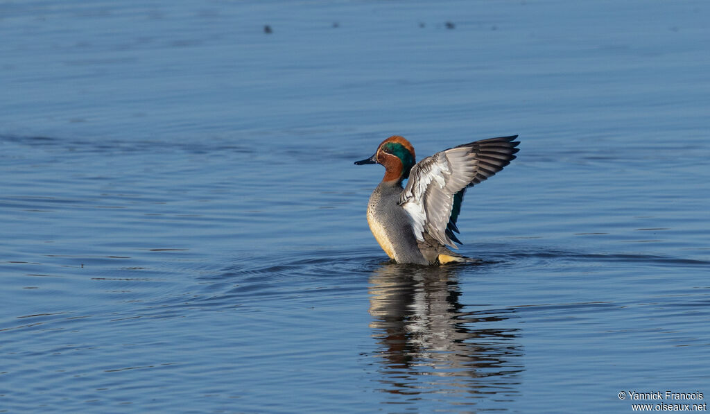 Sarcelle d'hiver mâle adulte, identification, composition